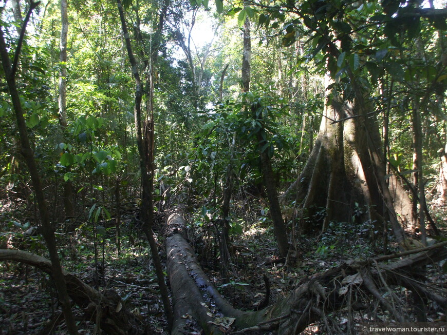В самом сердце амазонских джунглей... (Часть 2)