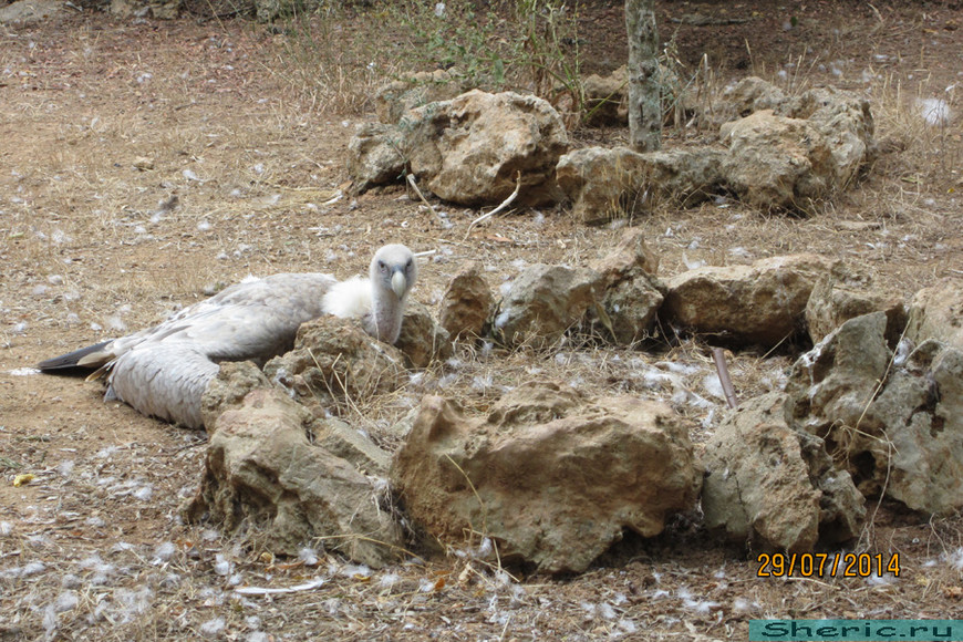 Зоопарк ZOO natura Parc. Испания. Майорка