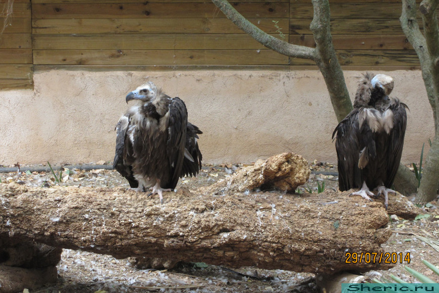 Зоопарк ZOO natura Parc. Испания. Майорка