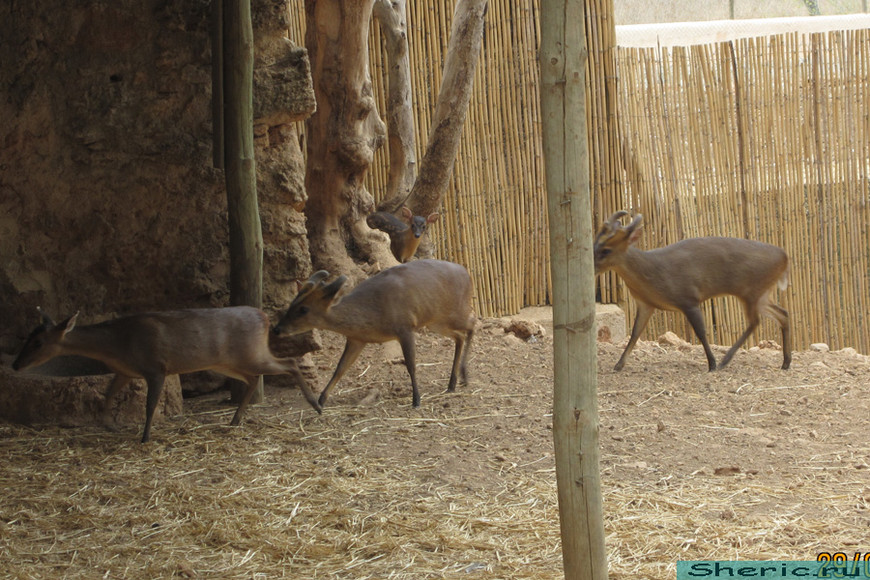 Зоопарк ZOO natura Parc. Испания. Майорка