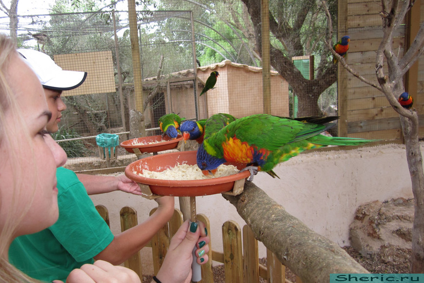 Зоопарк ZOO natura Parc. Испания. Майорка