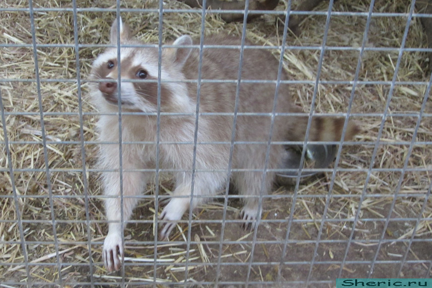 Зоопарк ZOO natura Parc. Испания. Майорка