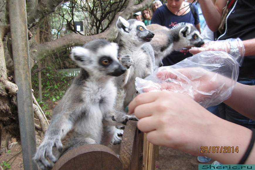 Зоопарк ZOO natura Parc. Испания. Майорка