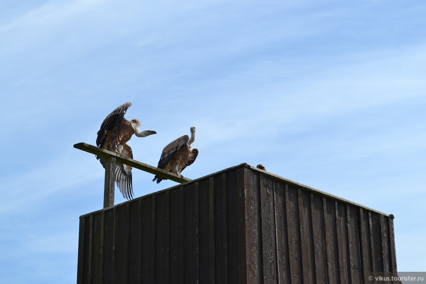 Средневековый Провен. Les Aigles Des Ramparts