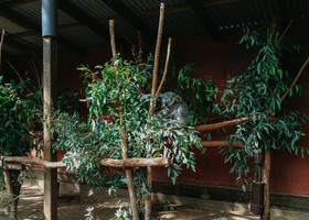 Брисбен и парк-питомник Lone Pine Koala
