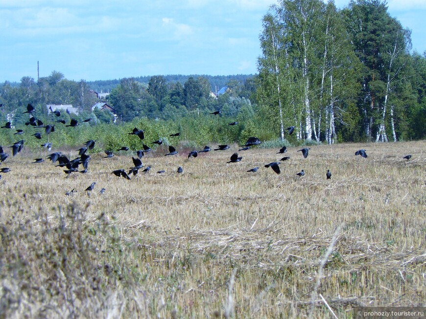 В 2011 году здесь было скошенное поле и туча воронья
