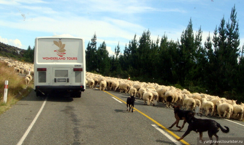 Пробка из овец на новозеландской дороге