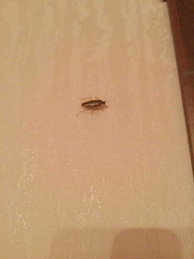 Таракан в комнате на стене
