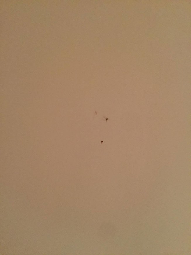 Следы убитых комаров на потолке, которые никто не убирает