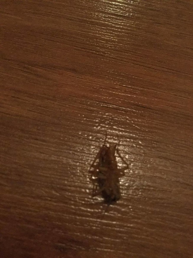 Мёртвый таракан в коридоре