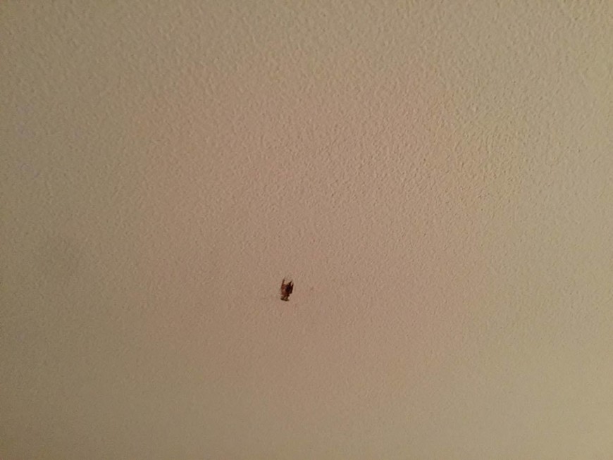 След убитого таракана на потолке нашей комнаты, который был уже в момент заезда.
