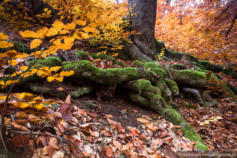 Осенние сказки Крыма… Буковый лес. Петер Вольлебен «Тайная жизнь деревьев»