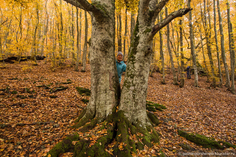 Осенние сказки Крыма… Буковый лес. Петер Вольлебен «Тайная жизнь деревьев»