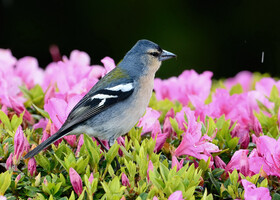 Птицы Азорских островов