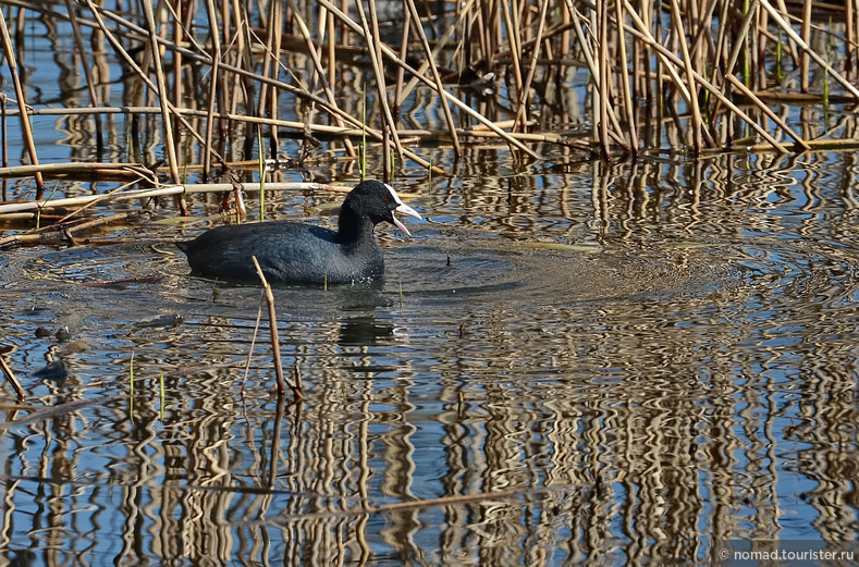 Лысуха, Fulica atra, Coot