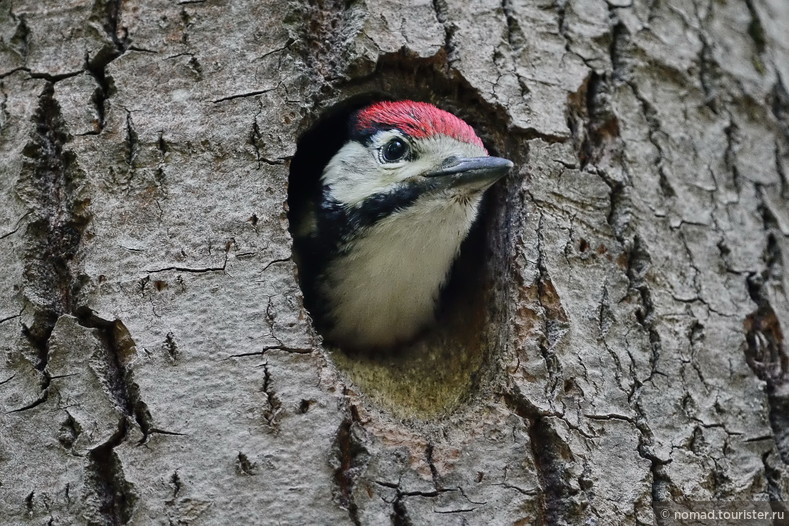 Большой пестрый дятел, Dendrocopos major, Great Spotted Woodpecker, птенец