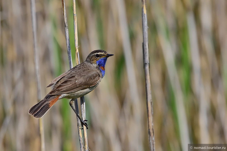 Варакушка, Luscinia svecica, Bluethroat, самец