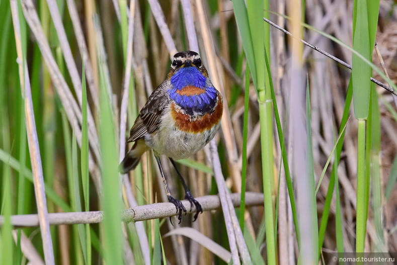 Варакушка, Luscinia svecica, Bluethroat, самец