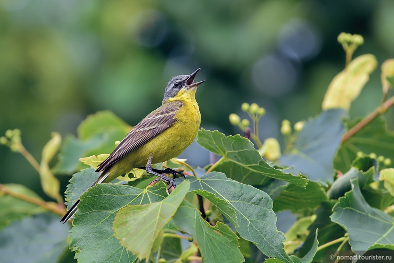 Желтая трясогузка, Motacilla flava flava, Yellow Wagtail, самец