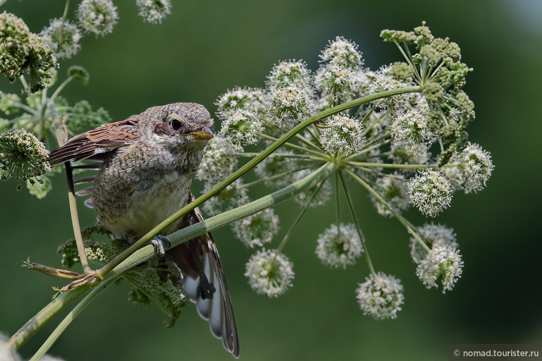 Обыкновенный жулан, Lanius collurio, Red-backed Shrike, слеток