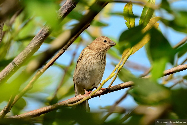 Зеленушка, Chloris chloris, Greenfinch, слеток