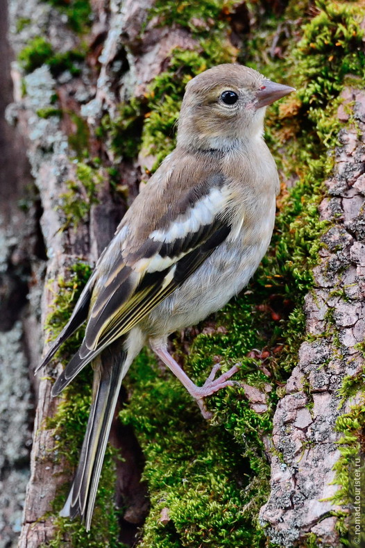 Зяблик, Fringilla coelebs, Chaffinch, слеток