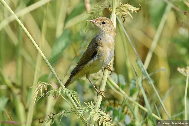 Болотная камышевка, Acrocephalus palustris, Marsh Warbler