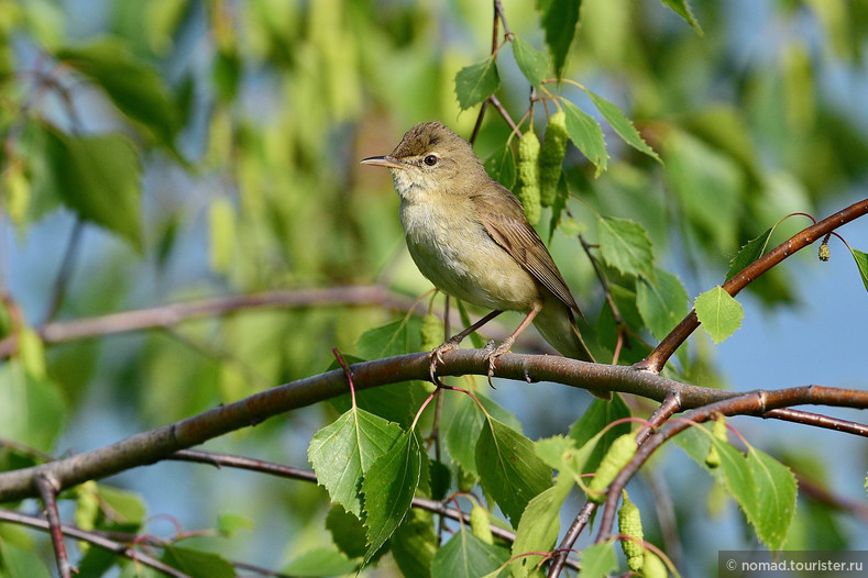 Садовая камышевка, Acrocephalus dumetorum, Blyth`s Reed Warbler