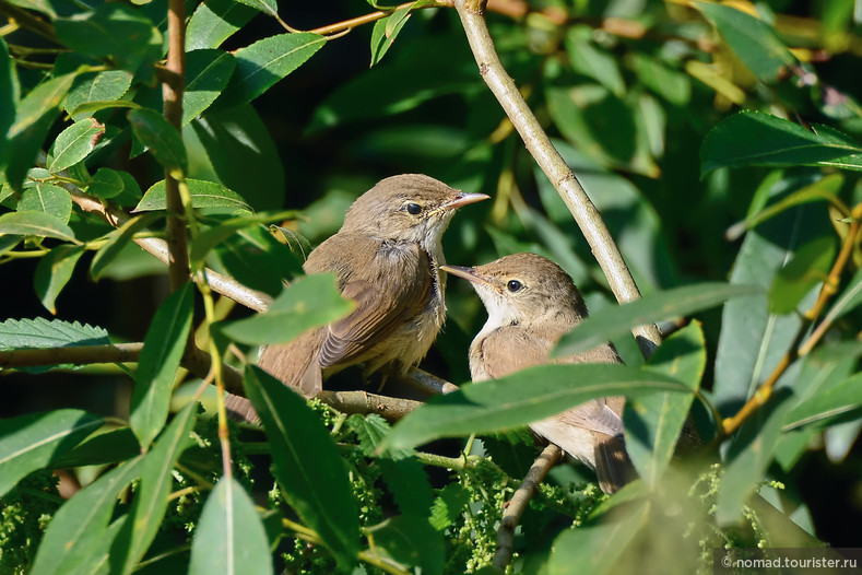 Садовая камышевка, Acrocephalus dumetorum, Blyth`s Reed Warbler, слетки