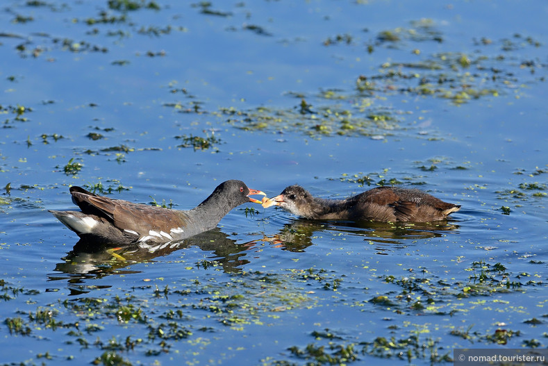 Камышница, Gallinula chloropus, Moorhen