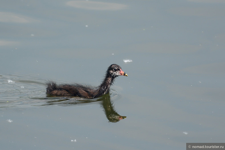 Камышница, Gallinula chloropus, Moorhen, птенец