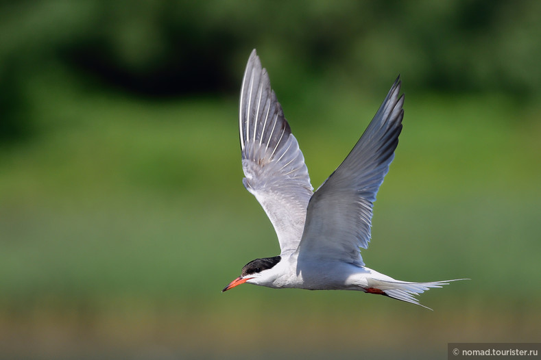 Речная крачка, Sterna hirundo, Common Tern