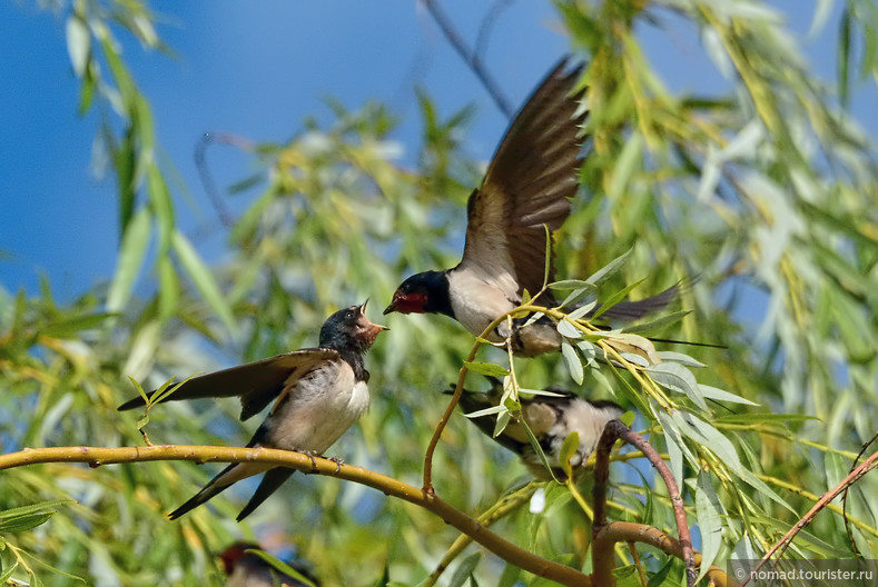 Деревенская ласточка, Hirundo rustica, Barn Swallow 