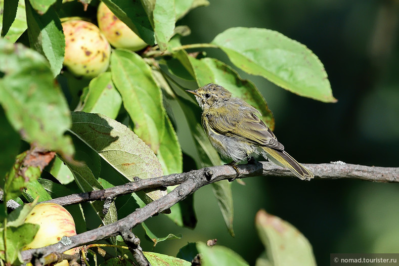 Пеночка-весничка, Phylloscopus trochilus, Willow Warbler, молодая птица