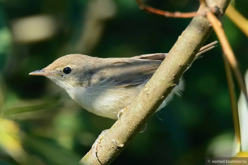 Пеночка-теньковка, Phylloscopus collybita, Chiffchaff