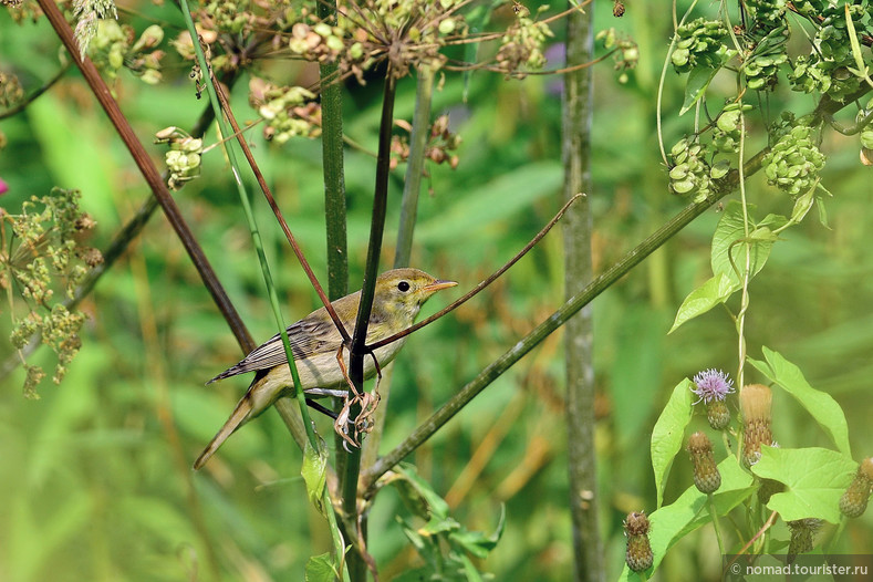 Пеночка-трещотка, Phylloscopus sibilatrix, Wood Warbler
