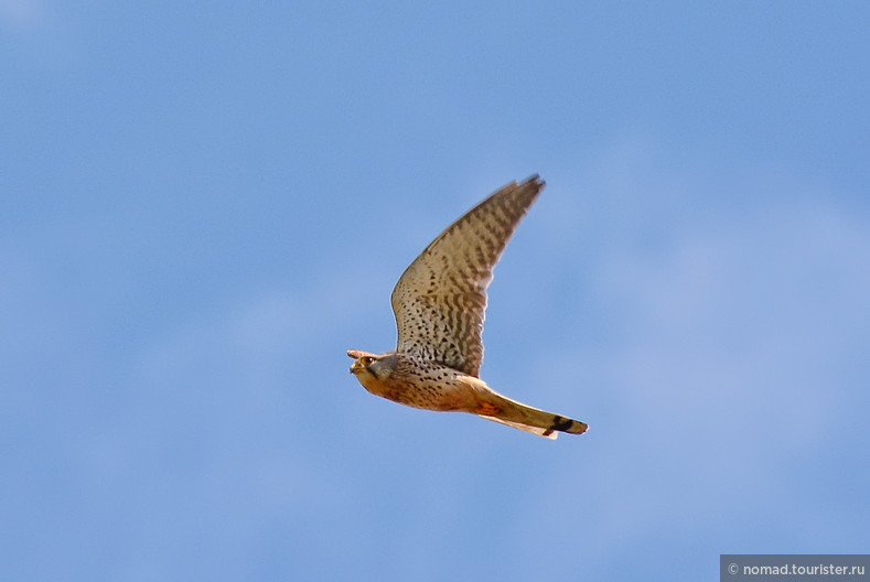 Обыкновенная пустельга, Falco tinnunculus, Common Kestrel