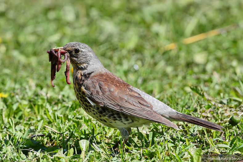 Дрозд-рябинник, Turdus pilaris, Fieldfare