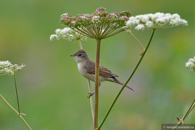 Серая славка, Sylvia communis, Whitethroat