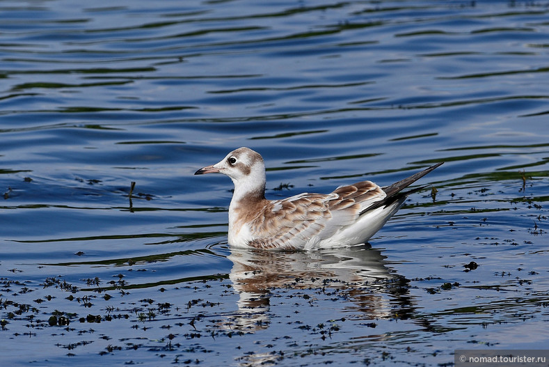 Озерная чайка, Chroicocephalus ridibundus, Black-headed Gull, молодая птица