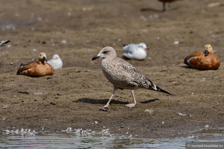 Серебристая чайка, Larus argentatus, Herring Gull, молодая птица