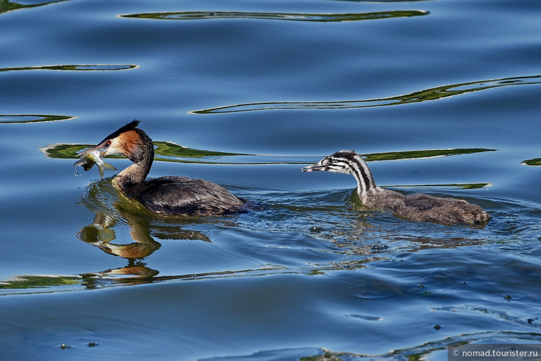 Чомга, Podiceps cristatus, Great Crested Grebe 