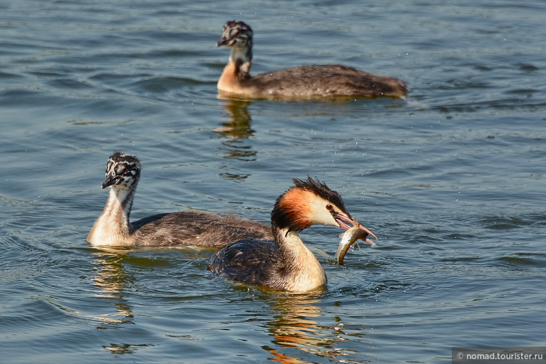 Чомга, Podiceps cristatus, Great Crested Grebe 