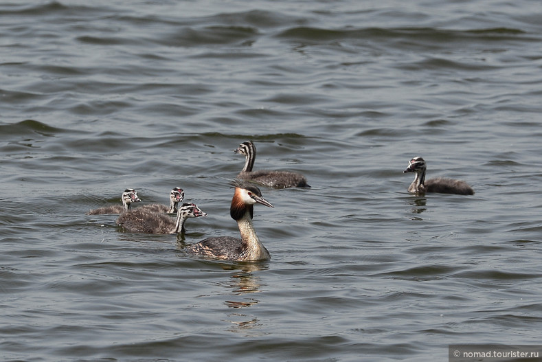 Чомга, Podiceps cristatus, Great Crested Grebe 