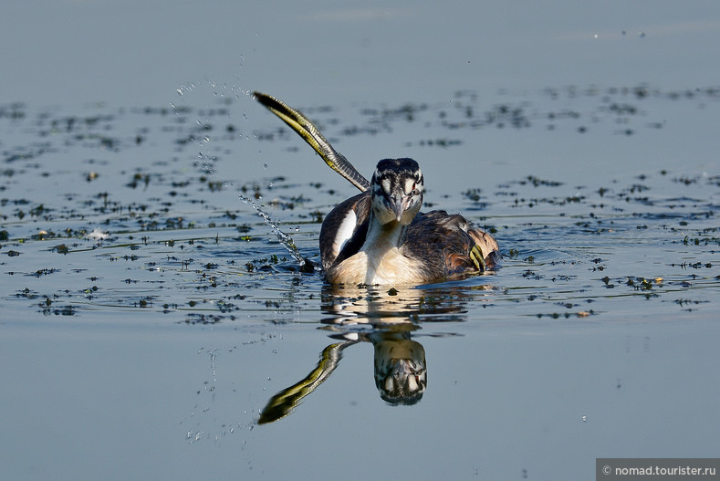 Чомга, Podiceps cristatus, Great Crested Grebe