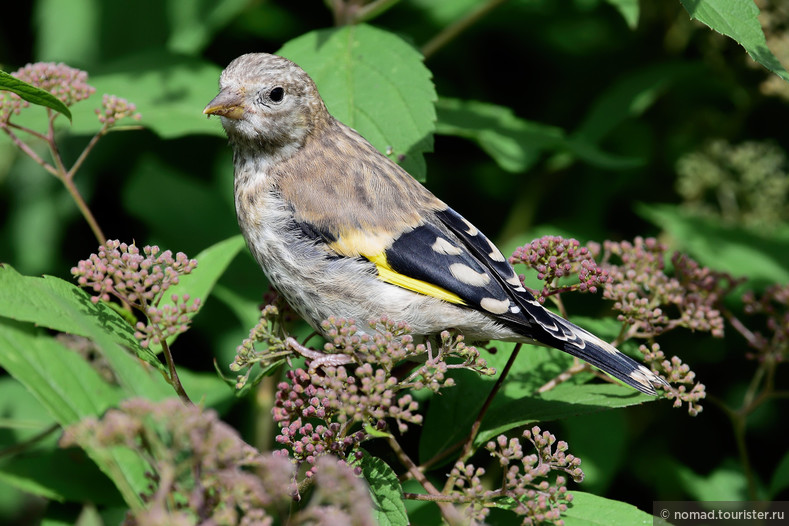 Щегол, Carduelis carduelis, Goldfinch, молодая птица