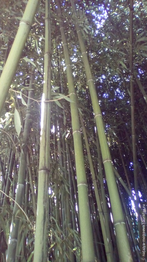 Заросли бамбука небывалой высоты.