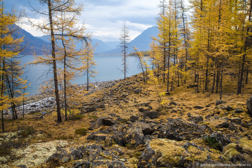 Плато Путорана. Часть 4. Осенняя щедрость Путораны