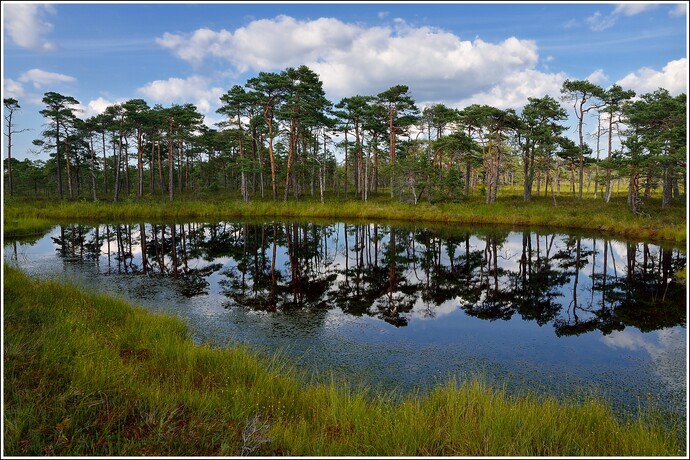 И снова приключения на болотах Эстонии