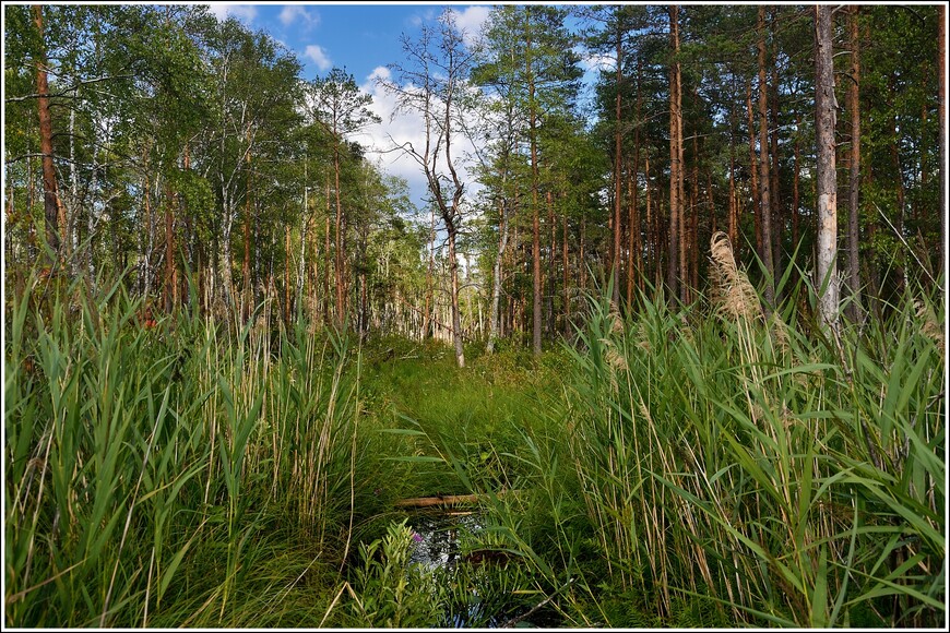 И снова приключения на болотах Эстонии